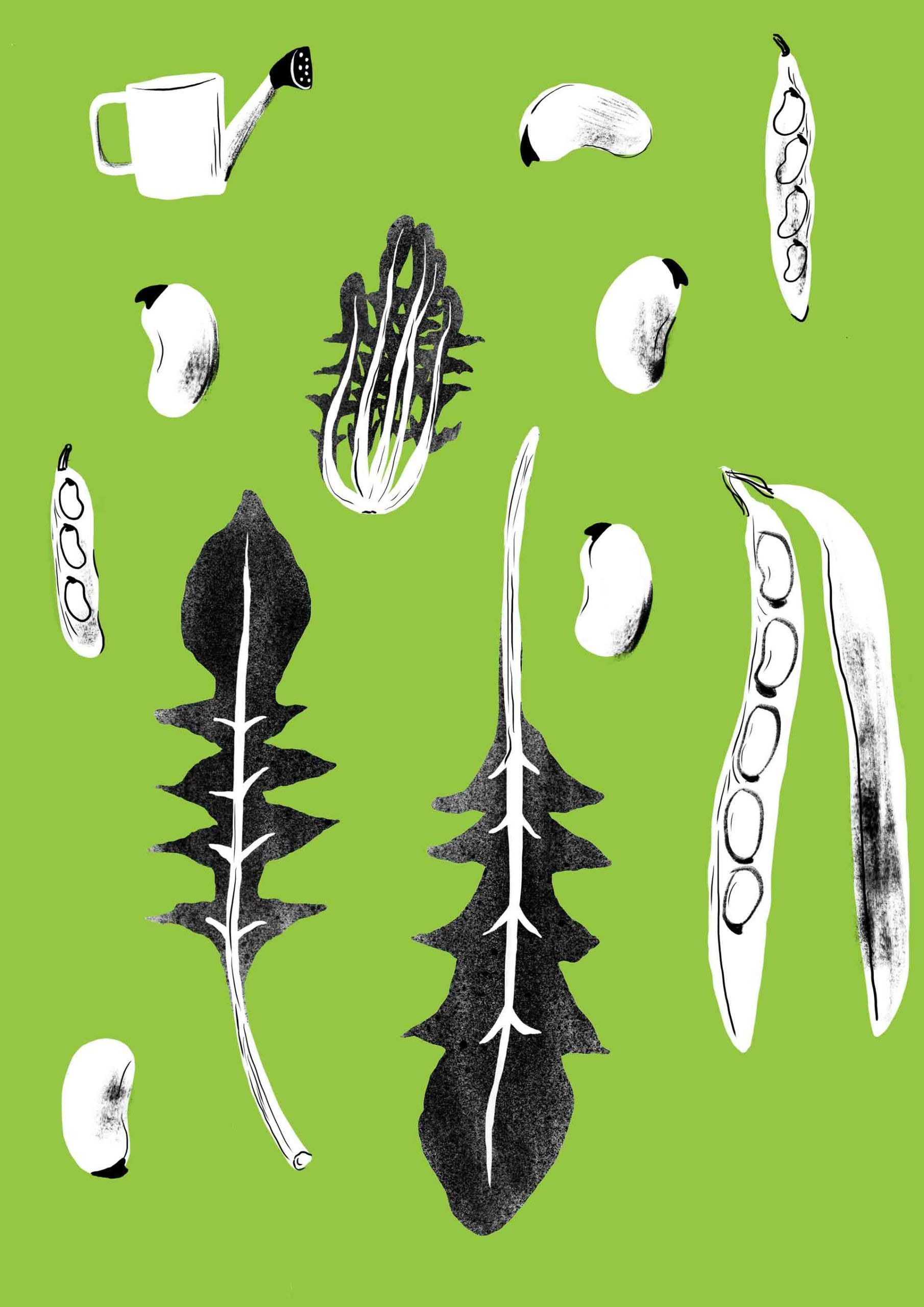 Illustrating a Legume Bar 